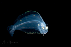 Flounder Larva - Eyed - Bothidae Family - Bothus ocellatus