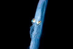 Flounder Larva - Eyed - Bothidae Family - Bothus ocellatus