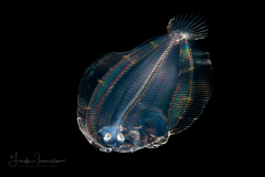Flounder Larva - Eyed - Bothidae Family - Bothus ocellatus