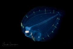 Flounder Larva - Eyed - Bothidae Family - Bothus ocellatus