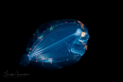 Flounder Larva - Eyed - Bothidae Family - Bothus ocellatus