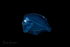 Flounder Larva - Eyed - Bothidae Family - Bothus ocellatus (earlier stage)