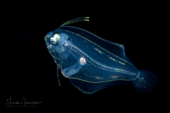 Flounder Larva - Fringed - Paralichthyidae Family -Etropus crossotus