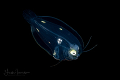 Flounder Larva - Fringed - Paralichthyidae Family - Etropus crossotus