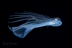 Flounder Larva - Mexican - Paralichthyidae Family - Cyclopsetta chittendeni