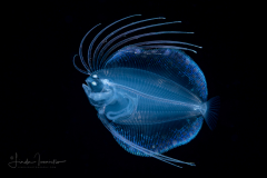 Flounder Larva - Mexican - Paralichthyidae Family - Cyclopsetta chittendeni