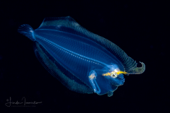 Flounder Larva - Sash - Bothidae Family - Trichopsetta ventralis