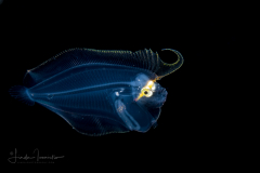 Flounder Larva - Sash - Bothidae Family - Trichopsetta ventralis