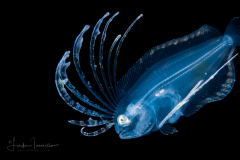 Flounder Larva - Spotfin - Paralichthyidae Family - Cyclopsetta fimbriata