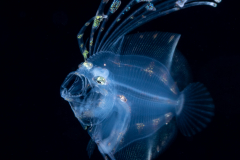 Flounder Larva - Spotfin - Paralichthyidae Family - Cyclopsetta fimbriata