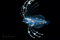 Flounder Larva - Spotfin - Paralichthyidae Family - Cyclopsetta fimbriata
