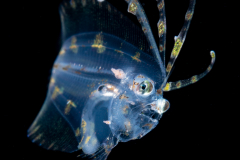Flounder Larva - Spotfin - Paralichthyidae Family - Cyclopsetta fimbriata