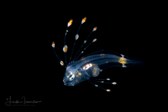 Flounder Larva - Spotfin - Paralichthyidae Family - Cyclopsetta fimbriata