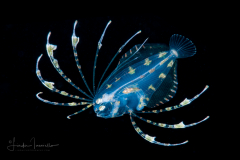 Flounder Larva - Spotfin - Paralichthyidae Family - Cyclopsetta fimbriata