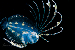 Flounder Larva - Spotfin - Paralichthyidae Family - Cyclopsetta fimbriata