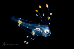 Flounder Larva - Spotfin - Paralichthyidae Family - Cyclopsetta fimbriata