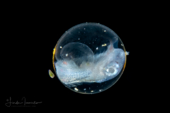 Flying Fish Larva - still in the egg