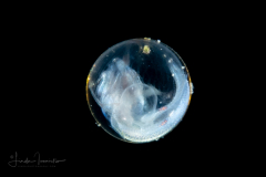 Flying Fish Larva - still in the egg