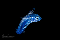 Flying Fish - Oceanic two-wing or the blunt-snouted - Exocoetidae - Exocoetus obtusirostris