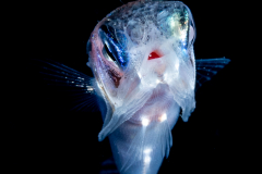 Flying Gurnard Larva - Dactylopteridae Family - Dactylopterus volitans