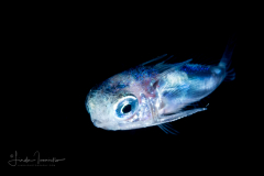 Flying Gurnard Larva - Dactylopteridae Family - Dactylopterus volitans