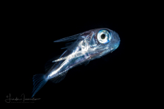 Flying Gurnard Larva - Dactylopteridae Family - Dactylopterus volitans