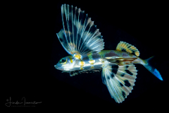 Flyingfish - Exocoetidae Family