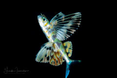 Flyingfish - Exocoetidae Family