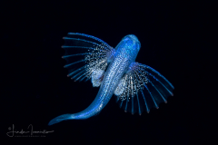 Flying Fish - Oceanic two-wing or the blunt-snouted - Exocoetidae - Exocoetus obtusirostris