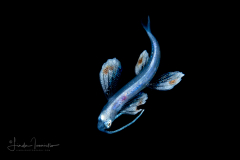 Flyingfish - Exocoetidae Family - Cheilopogon cyanopterus