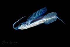 Flyingfish - Exocoetidae Family - Juvenile