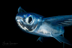 Flyingfish - Exocoetidae Family