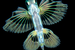 Flyingfish - Exocoetidae Family