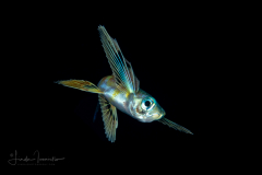 Flyingfish - Exocoetidae Family