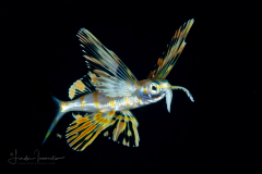 Flyingfish - Exocoetidae Family