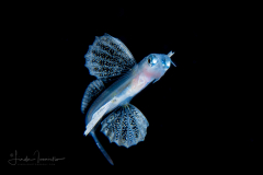 Flyingfish - Exocoetidae Family
