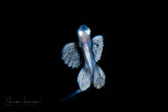 Flyingfish - Exocoetidae Family
