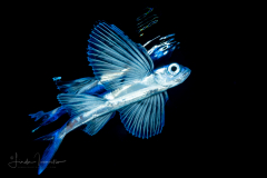 Flyingfish - Exocoetidae Family