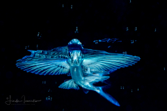 Flyingfish - Exocoetidae Family