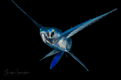 Flyingfish - Exocoetidae Family