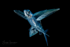 Flyingfish - Exocoetidae Family