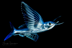 Flyingfish - Exocoetidae Family - Juvenile