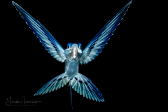 Flyingfish - Exocoetidae Family - Juvenile