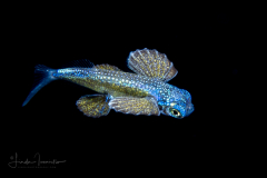 Flyingfish - Exocoetidae Family - Prognichthys species