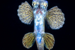 Flyingfish - Exocoetidae Family - Prognichthys species   Probably