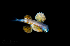 Flyingfish - Exocoetidae Family - Prognichthys species   Probably