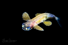 Flyingfish - Exocoetidae Family - Prognichthys species Probably