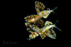 Flyingfish - Exocoetidae Family - with Reflection