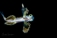 Flyingfish - Exocoetidae Family - With Aegidae Family Isopod Parasites