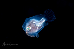 Frogfish - Dwarf -  Antennariidae Family - Antennarius pauciradiatus